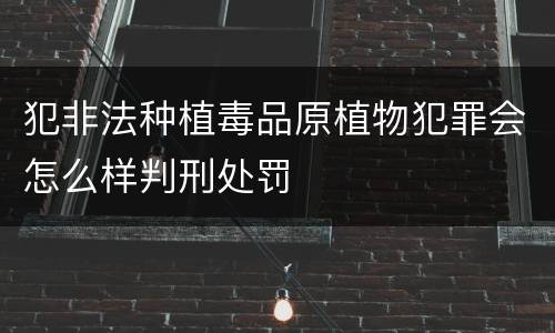 犯非法种植毒品原植物犯罪会怎么样判刑处罚