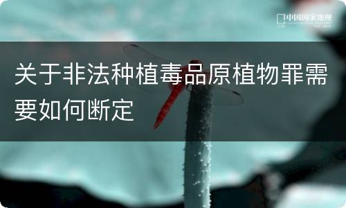 关于非法种植毒品原植物罪需要如何断定
