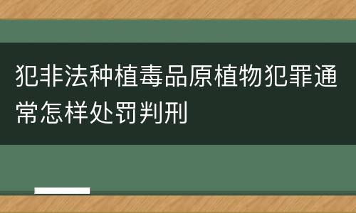 犯非法种植毒品原植物犯罪通常怎样处罚判刑