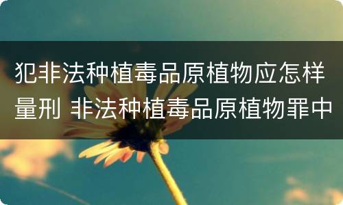犯非法种植毒品原植物应怎样量刑 非法种植毒品原植物罪中的“种植”行为