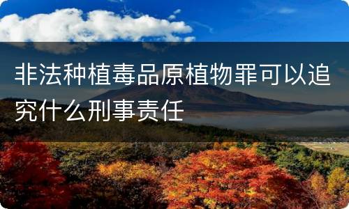 非法种植毒品原植物罪可以追究什么刑事责任