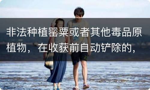 非法种植罂粟或者其他毒品原植物，在收获前自动铲除的，是否可以免除处罚