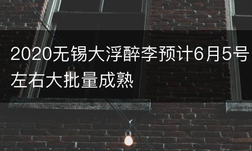 2020无锡大浮醉李预计6月5号左右大批量成熟